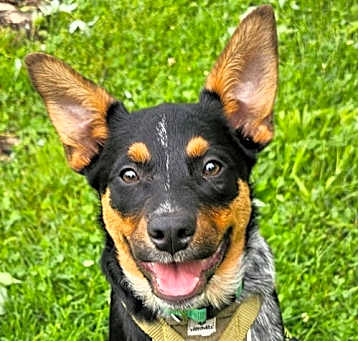 Photo of PUPPY BLUEY
