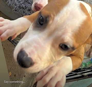 Photo of Piper