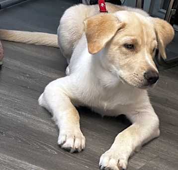 Photo of Apollo