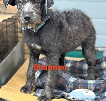 Photo of Shannon