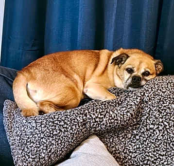 Photo of Brutus