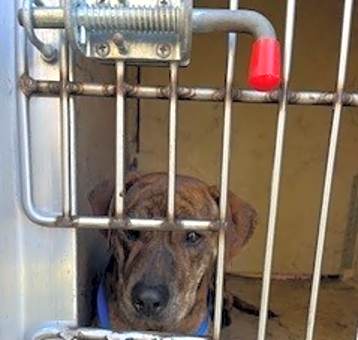 Photo of Odie