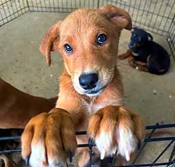 Photo of Teddy