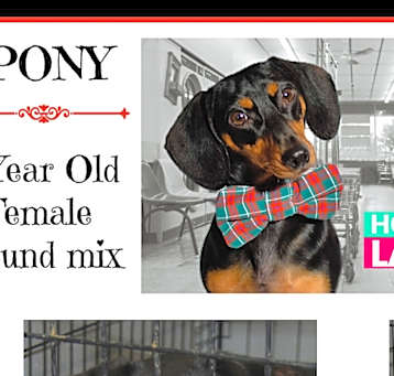 Photo of Pony (Tripod/Three-Legged)