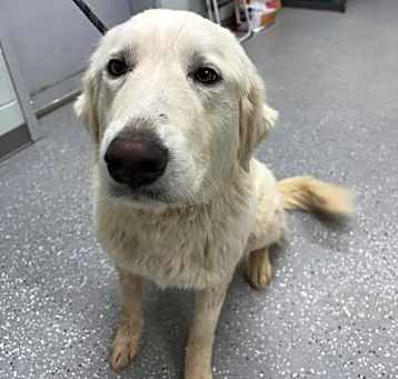 Photo of Sadie (2)