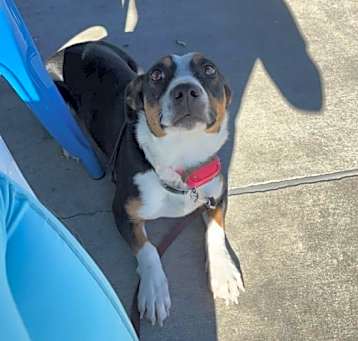 Photo of Honey