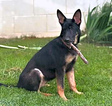Photo of Bingo (6mo PUPPY)