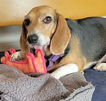Photo of Millie