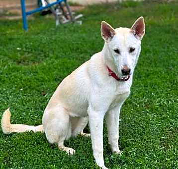 Photo of Tessa (5mo PUPPY)