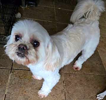 Photo of Luna Shih Tzu