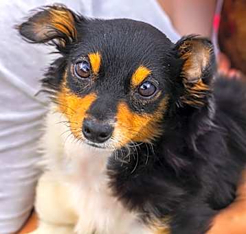 Photo of Mike (bonded to Lucas)