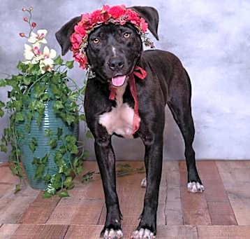 Photo of Brandy
