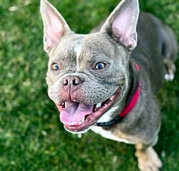 Photo of Chug