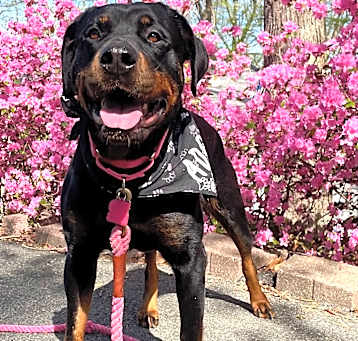 Photo of Cocoa