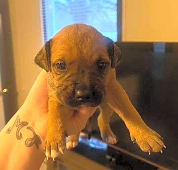 Photo of Bullet