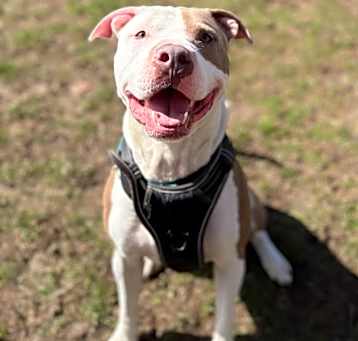 Photo of Barney