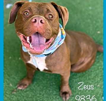Photo of Zeus