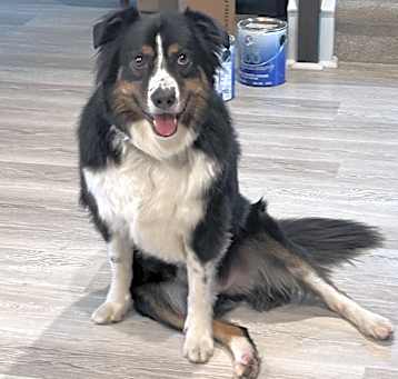 Photo of Blaze