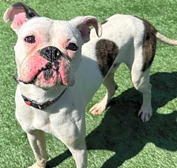 Photo of Patch
