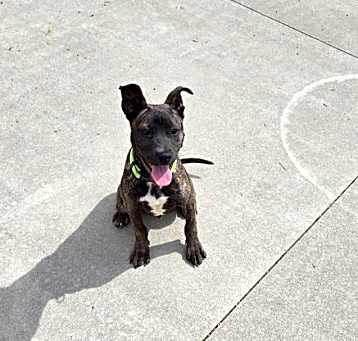 Photo of Ollie