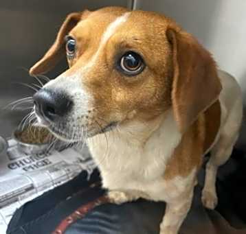Photo of Digger