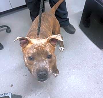 Photo of Rufus