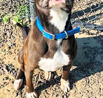 Photo of Diesel