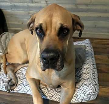 Photo of Olive