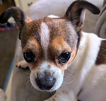 Photo of Louie
