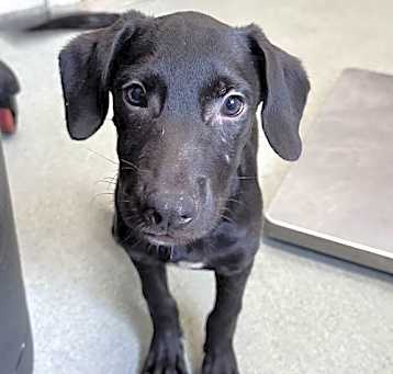 Photo of Nives 4 month old
