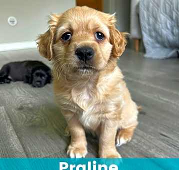 Photo of Praline