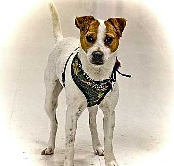 Photo of Little Eddie
