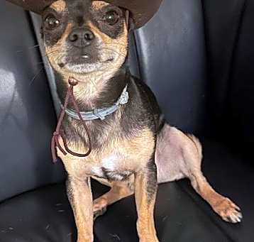 Photo of Rocko