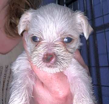 Photo of Archie