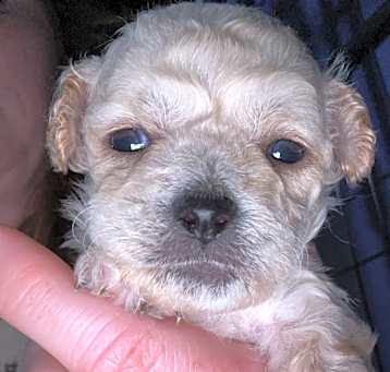 Photo of Rudy