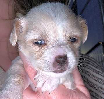 Photo of Harriet 
