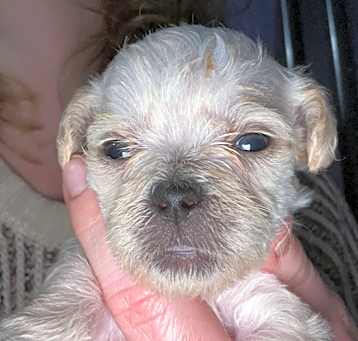Photo of Maurice