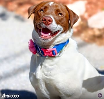 Photo of Anacoco