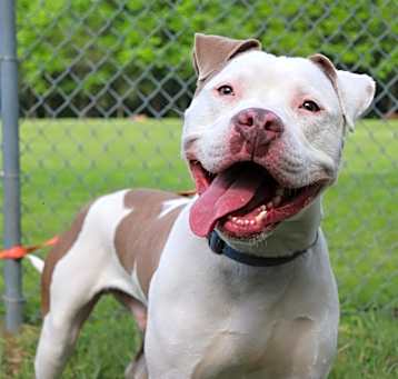 Photo of Ace