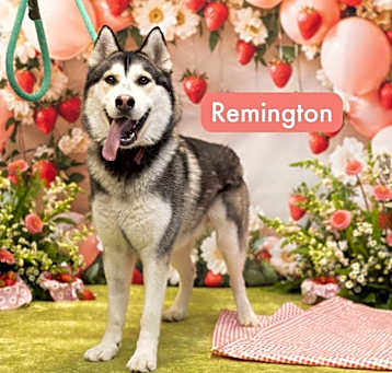 Photo of Remington