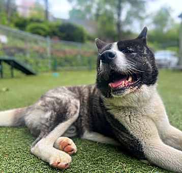 Photo of Kuma