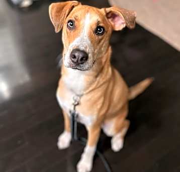 Photo of Indy