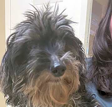 Photo of Lily