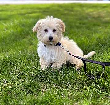 Photo of Milo