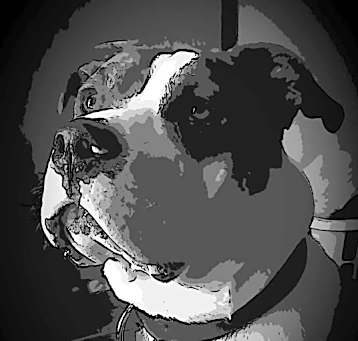 Photo of Ryder