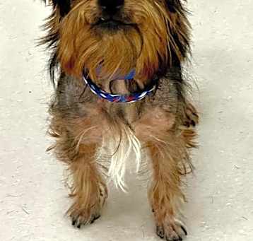 Photo of Shilo