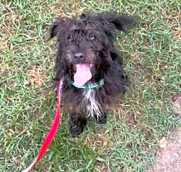 Photo of Pippin