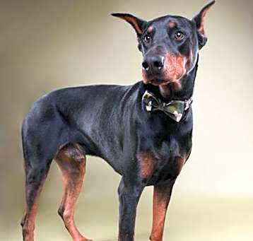 Photo of Roog (Ruger)