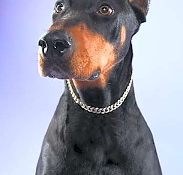 Photo of Bramble