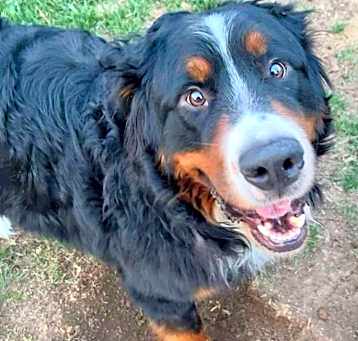 Photo of Bentley